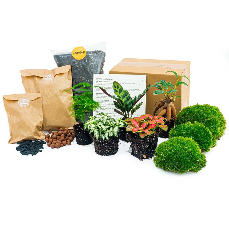 DIY moss and plants kit
