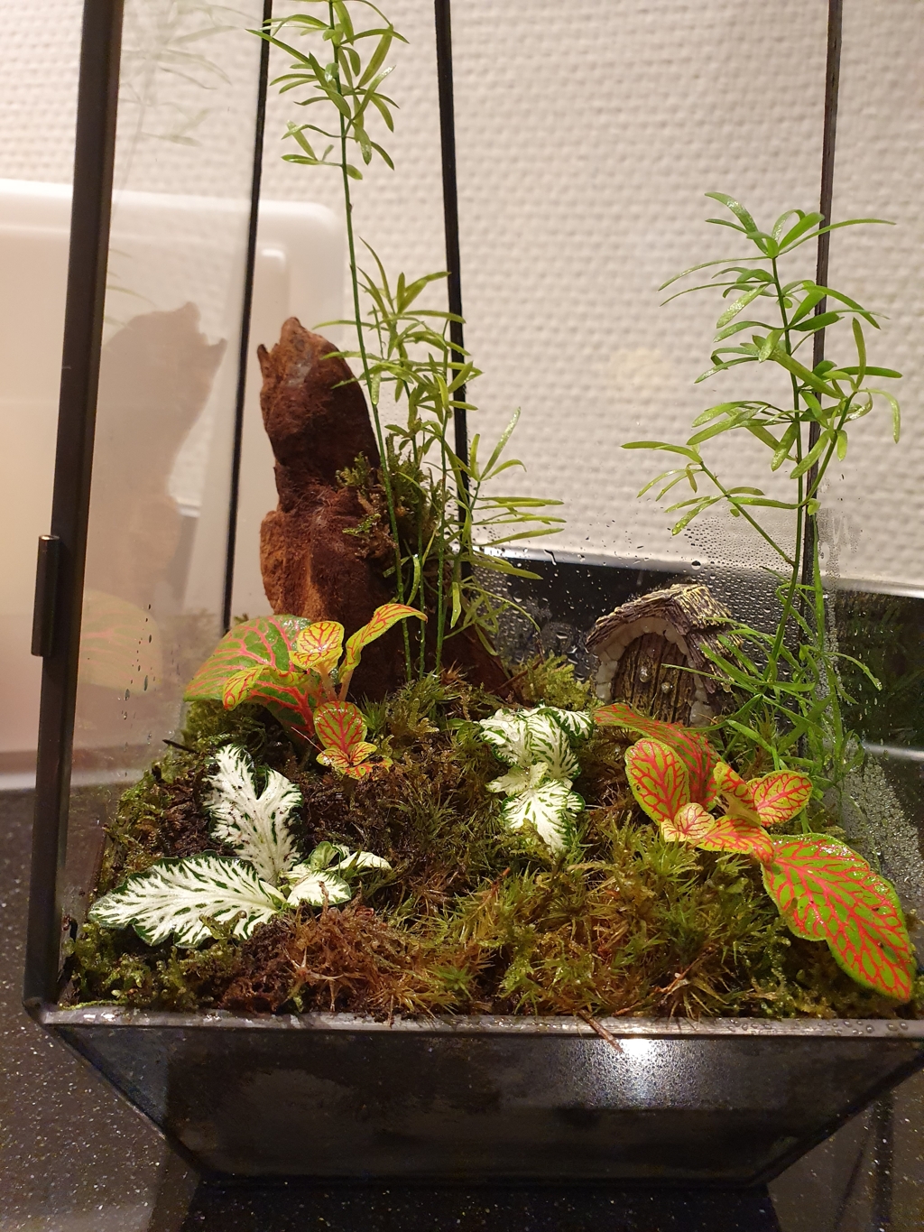 My mossarium glass