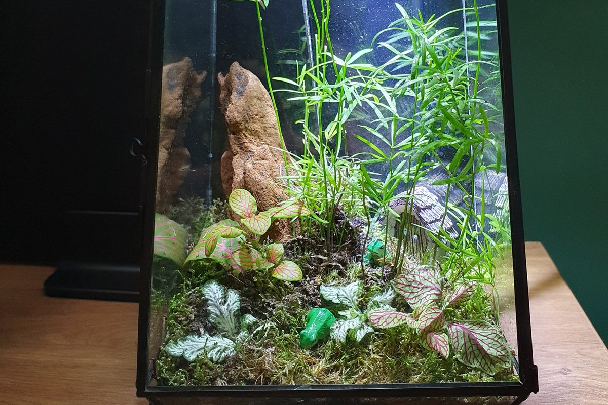 Mossarium, a small living ecosystem on my desk